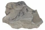 Pennsylvanian Fossil Fern (Neuropteris) Plate - Kentucky #224643-1
